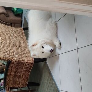 Another Dog Donation